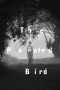 Nonton Film The Painted Bird (2019) Terbaru Nonton Film The Painted Bird (2019) Terbaru